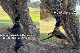 dog spring pole video