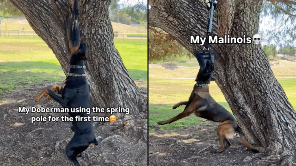 dog spring pole video