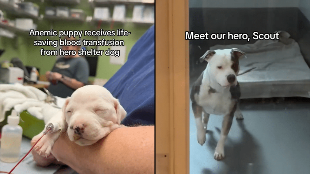 Shelter dog donates blood video