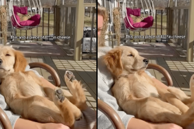 puppy video