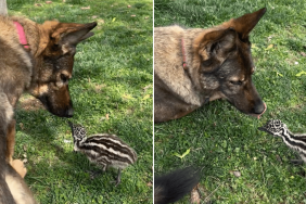 dog emu chick video