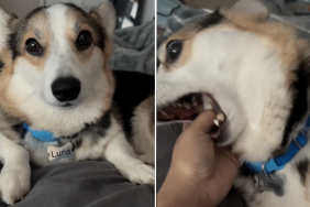 dog angel pure choas