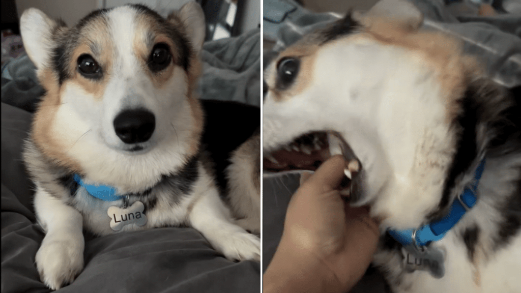 dog angel pure choas