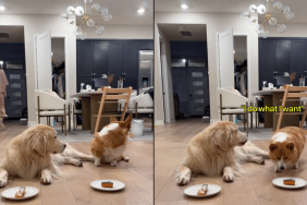 dogs wait video