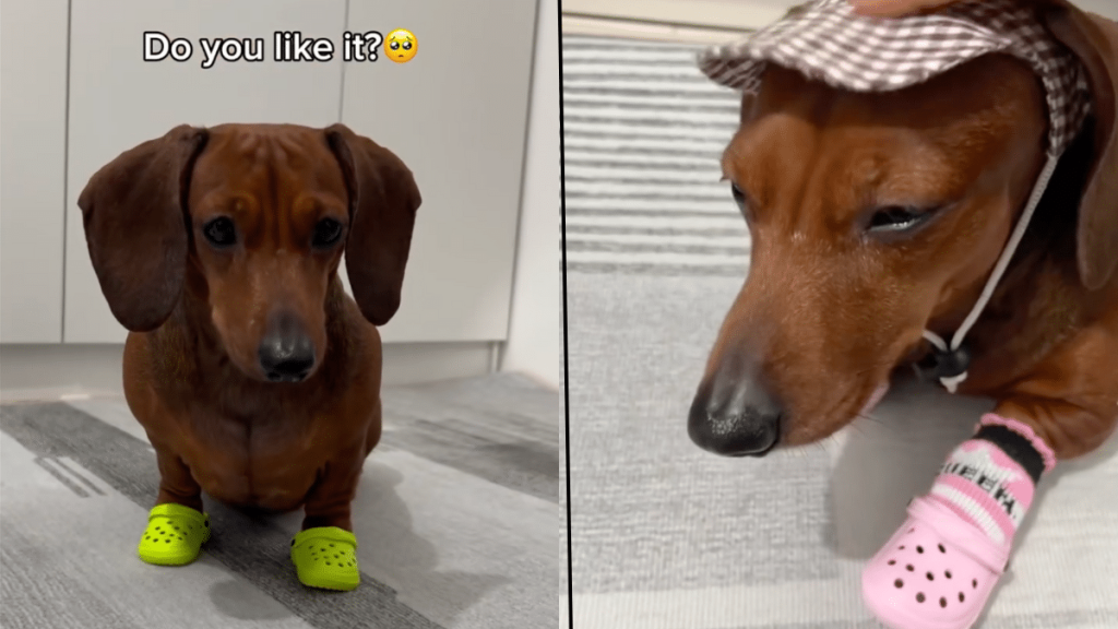 dog video dachshund wearing crocs