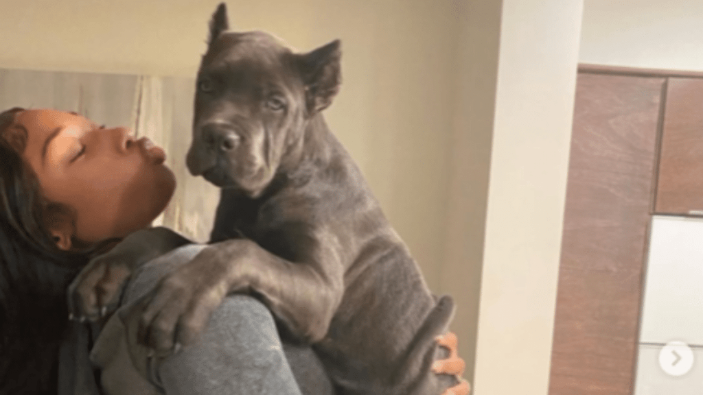 Megan Thee Stallion's Dog X