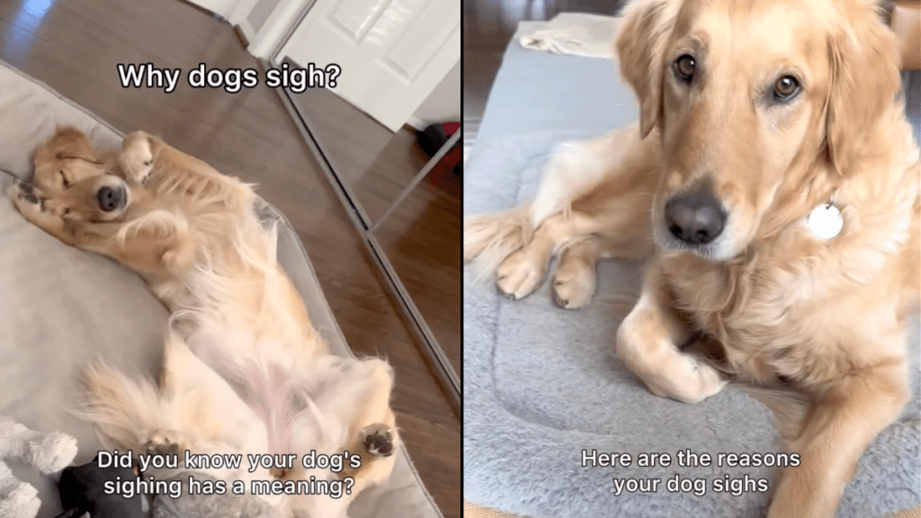 dog sigh video