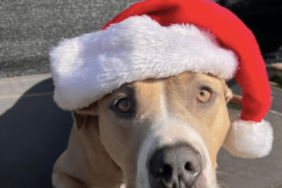 Alicia Silverstone's Dog Pinto Bean