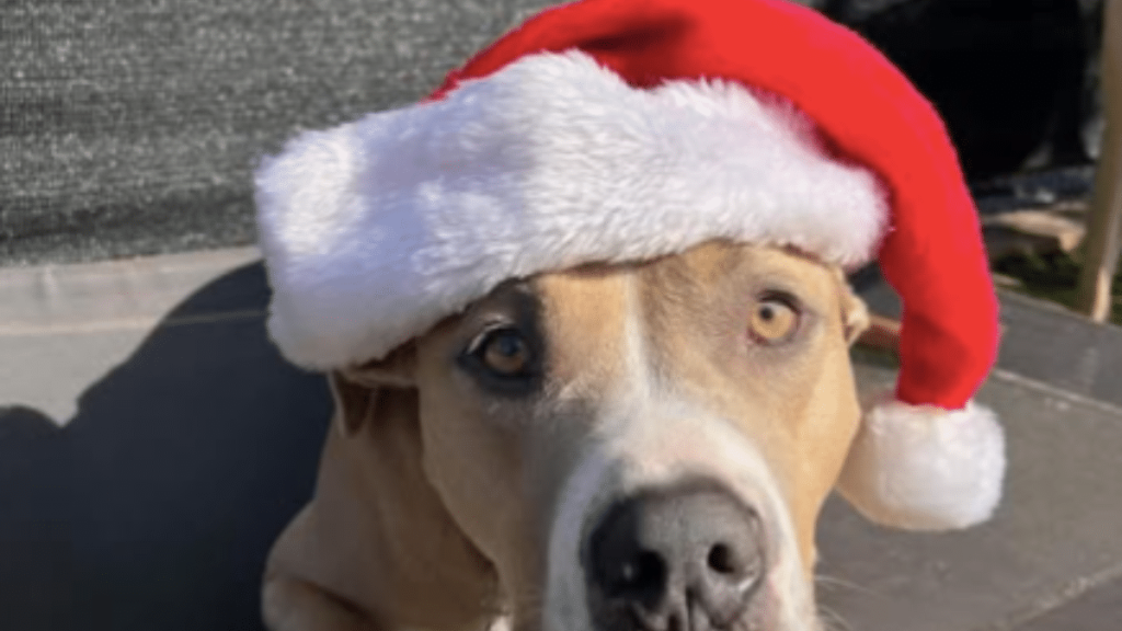 Alicia Silverstone's Dog Pinto Bean