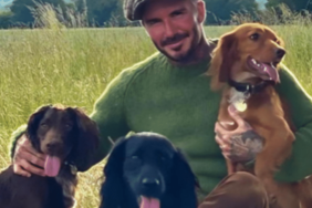 David and Victoria Beckham's Dog