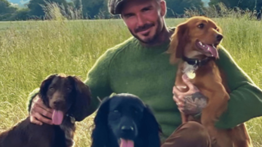 David and Victoria Beckham's Dog