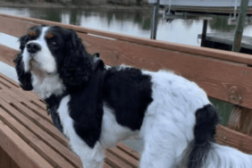 Olivia Munn's Dog Sir Chancelot