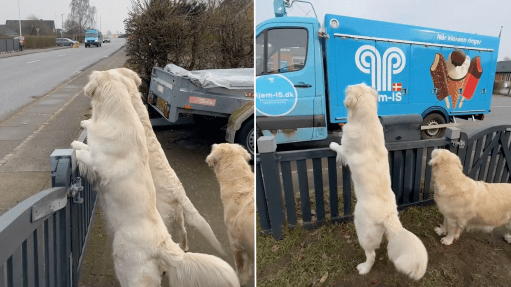 dog video ice cream reaction