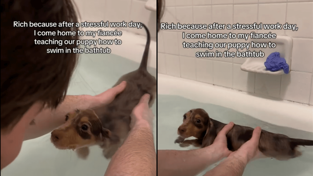fiancé teach puppy swimming