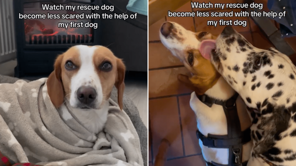rescue dog video
