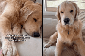 dog trick video