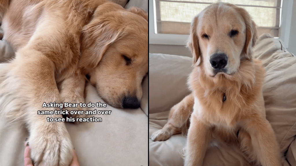 dog trick video