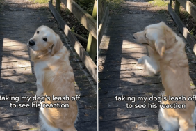 dog leash video