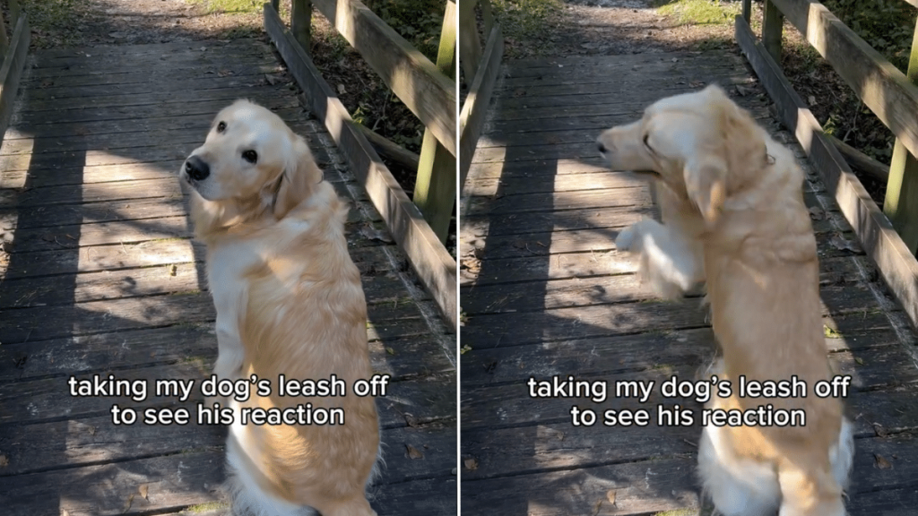 dog leash video
