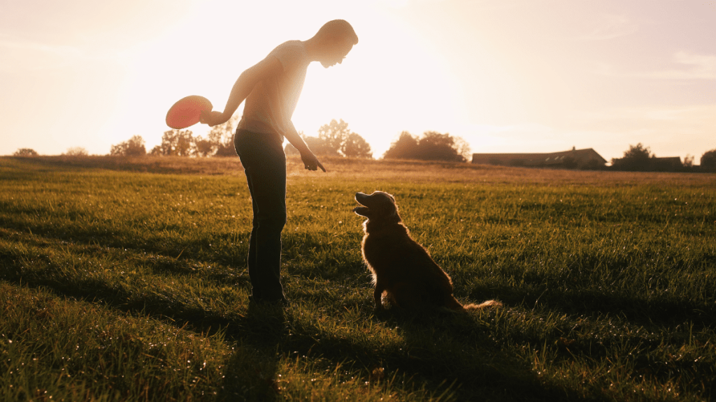 dog trainer animal cruelty