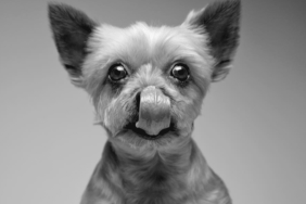 Simon Cowell's Dog Squiddly