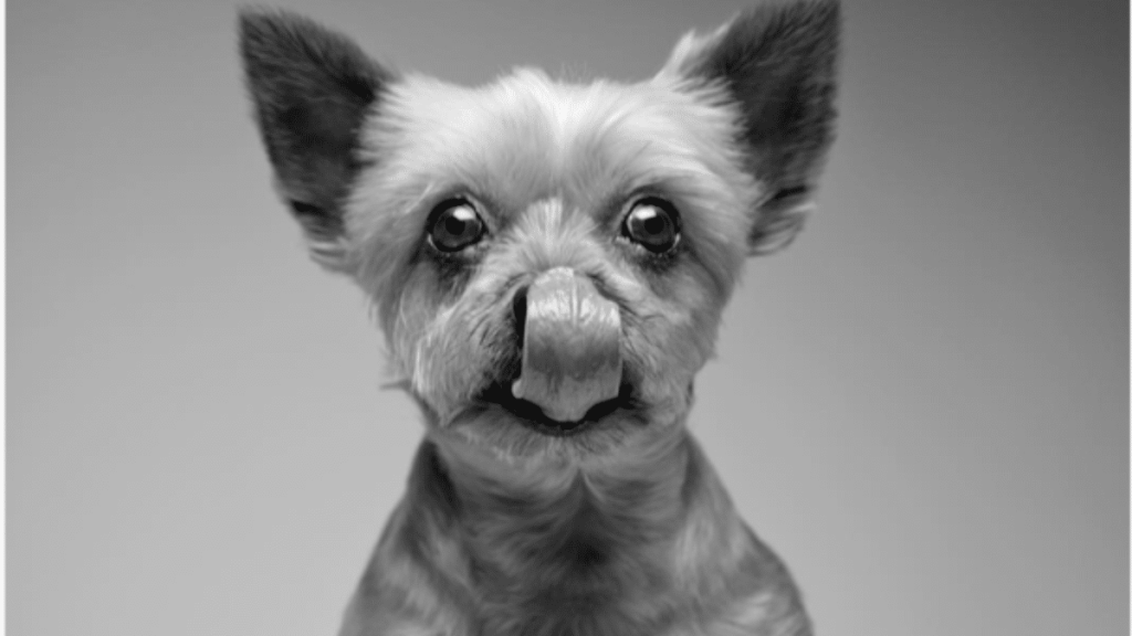 Simon Cowell's Dog Squiddly