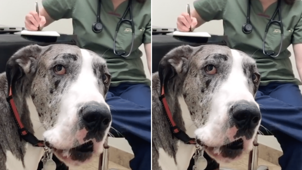 dog vet visit video
