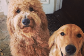 Adam Levine and Behati Prinsloo's Dog Charlie