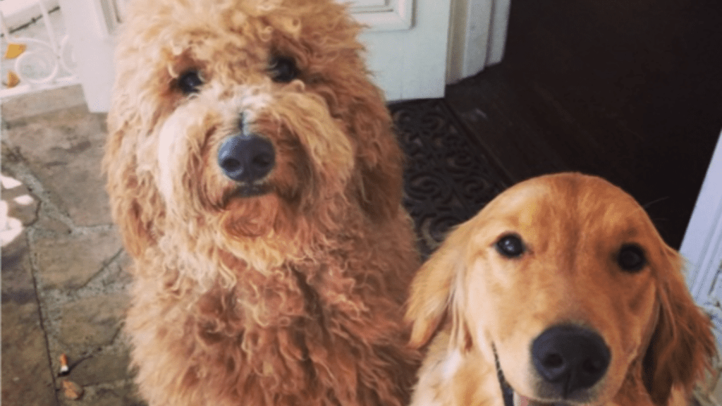 Adam Levine and Behati Prinsloo's Dog Charlie