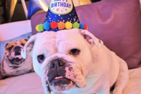 Ice-T's Dog