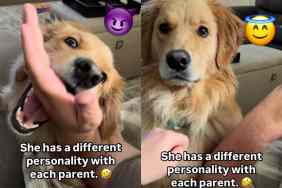 Dog behavior video