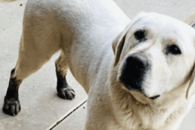 Ree Drummond's Dog Duke