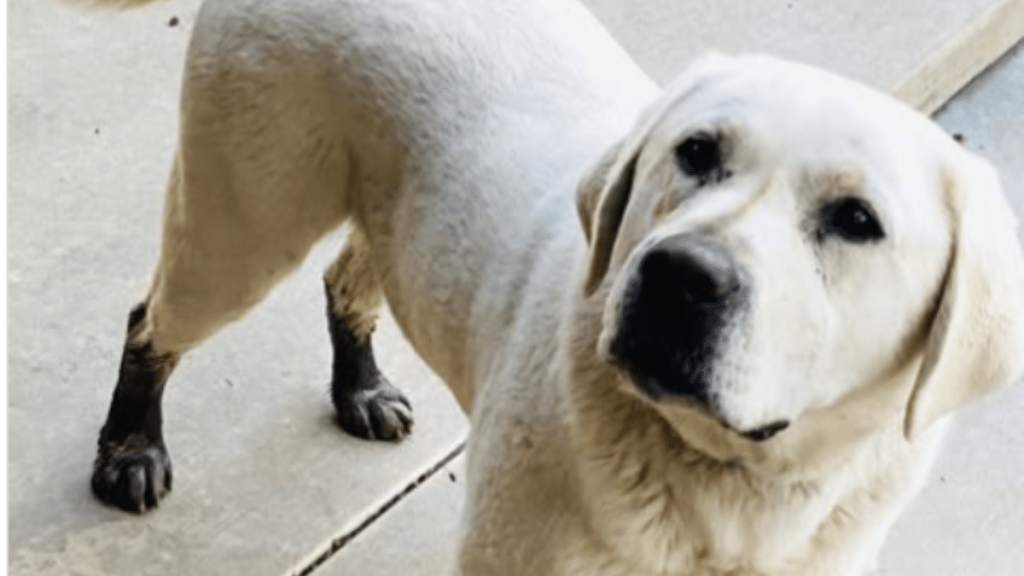 Ree Drummond's Dog Duke
