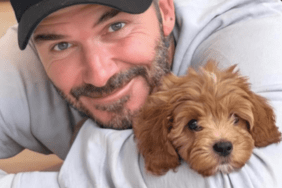 David and Victoria Beckham's Dog