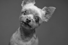 Simon Cowell's Dog Diddly