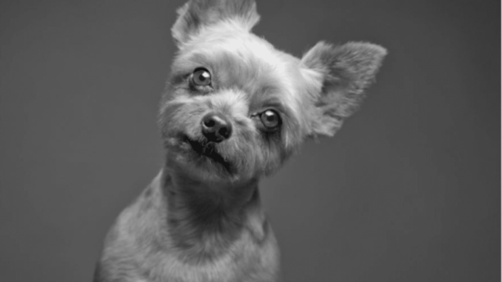Simon Cowell's Dog Diddly
