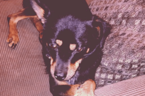 Ariana Grande's Dog