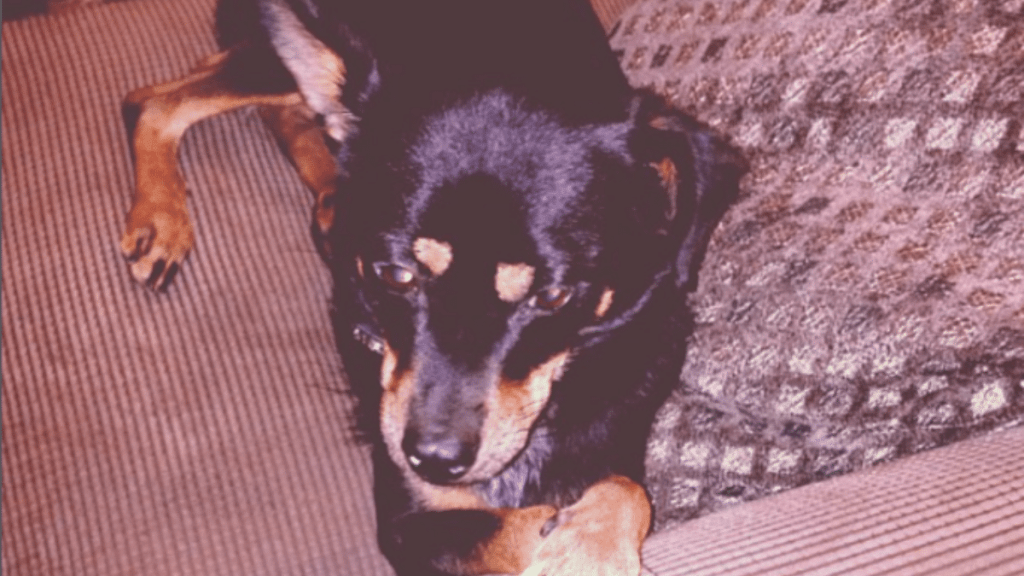 Ariana Grande's Dog