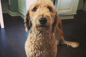 Adam Levine and Behati Prinsloo's Dog Bones