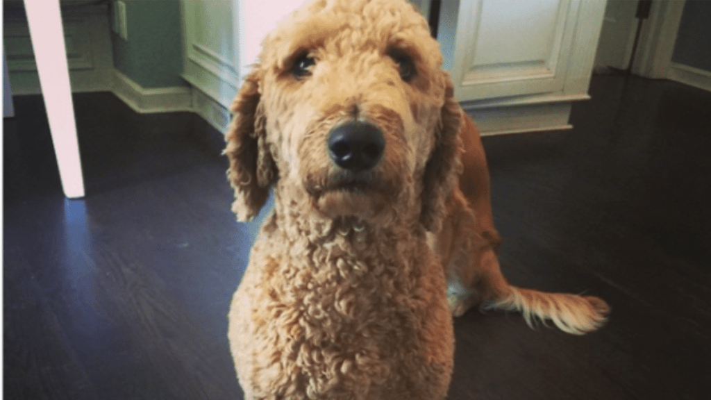 Adam Levine and Behati Prinsloo's Dog Bones