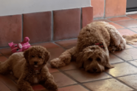 Zoe Saldana's Dog Vida