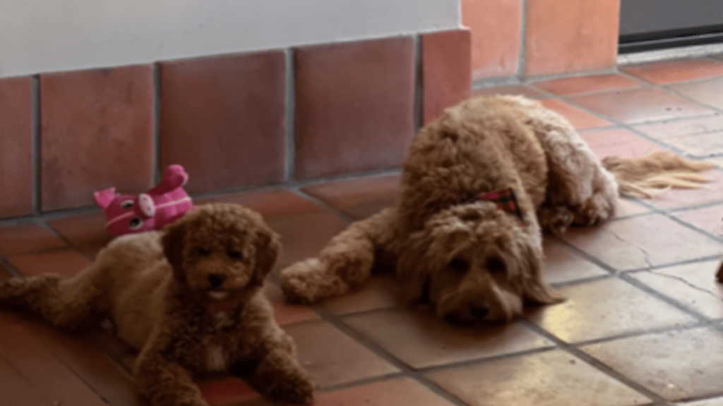 Zoe Saldana's Dog Vida
