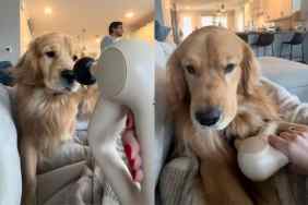 Video of dog enjoying massage gun.