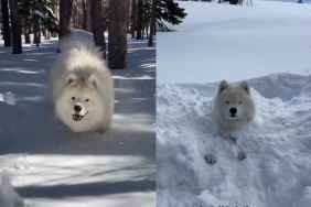 Dog’s epic snow day.