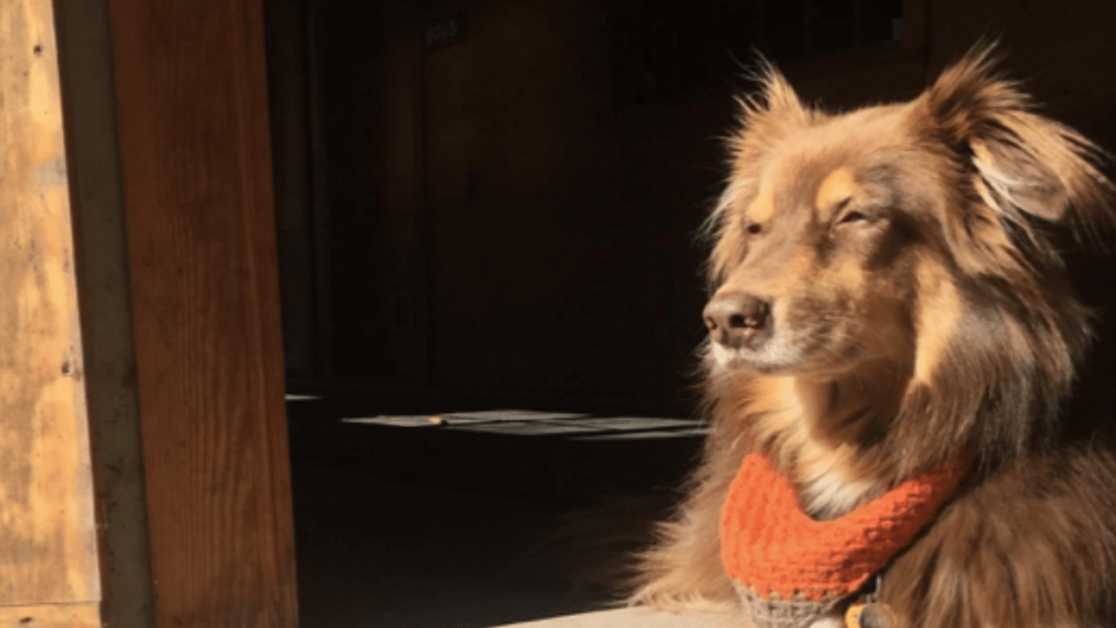Amanda Seyfried's Dog Finn