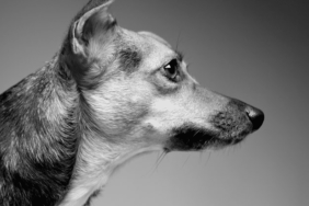 Simon Cowell's Dog Daisy