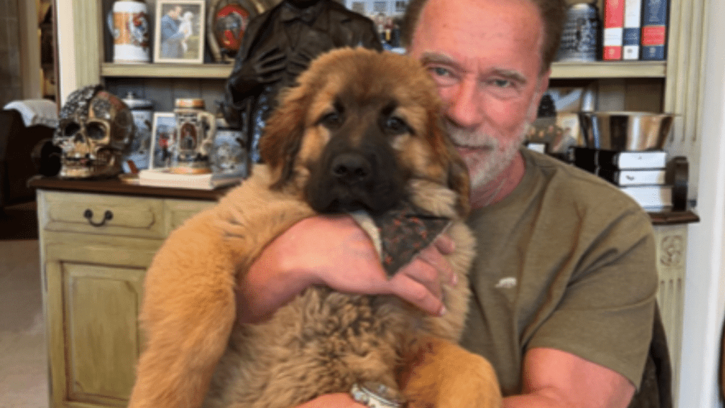 Arnold Schwarzenegger's Dog Schnitzel