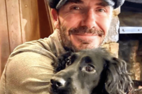 David and Victoria Beckham's Dog