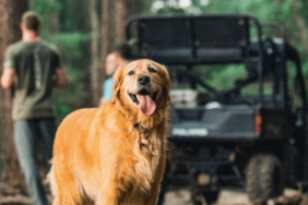 Carson Wentz's Dog Henley