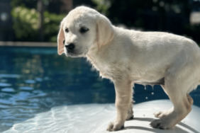 Neil Patrick Harris' Dog Bianca